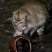 monkey_macaque_balinese_mf_ubud_v_0686_bal0696.jpg